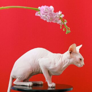 Veterinary Practice Management